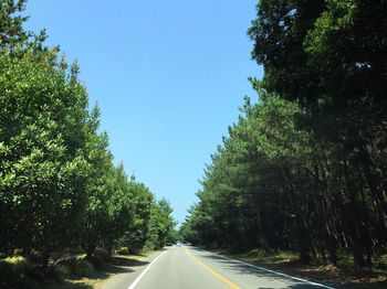 Empty country road along trees