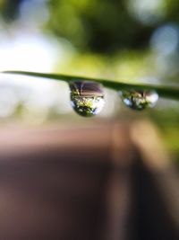 Close-up of plants against blurred background