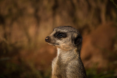 Close-up of meerkat