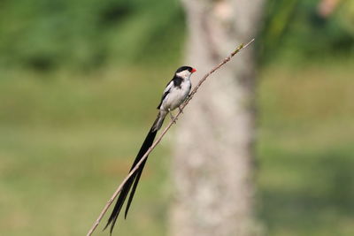 Pin-tailed whydah 