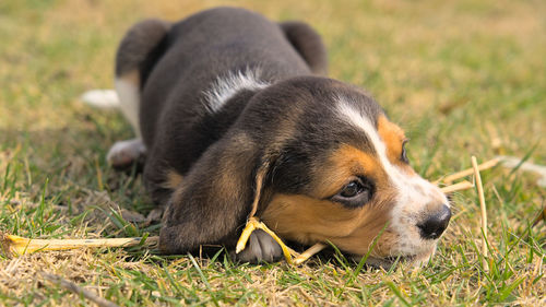 pet
