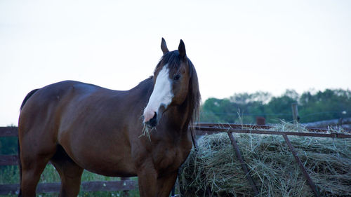 Horse on field against clear sky