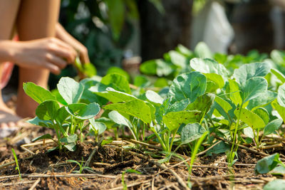 Midsection of person holding plant