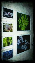 Close-up of potted plant on window