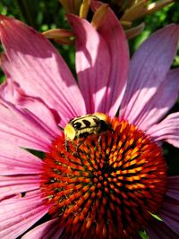 Close-up of bee on coneflower