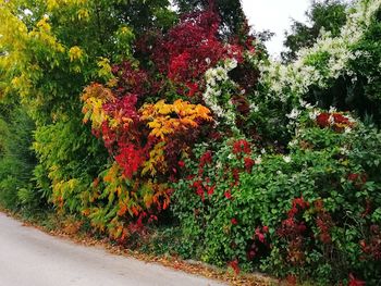 Colorful flowers in garden