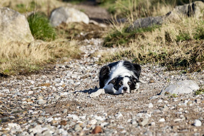 Portrait of dog on ground