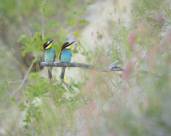 Bird perching on a plant