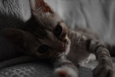 Close-up of kitten relaxing on bed