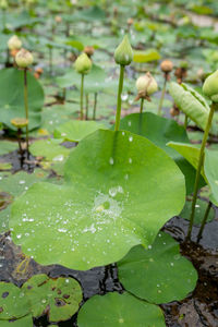 Close-up of water drops on leaves