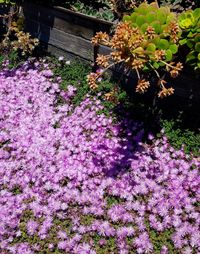 High angle view of pink flowering plants in park