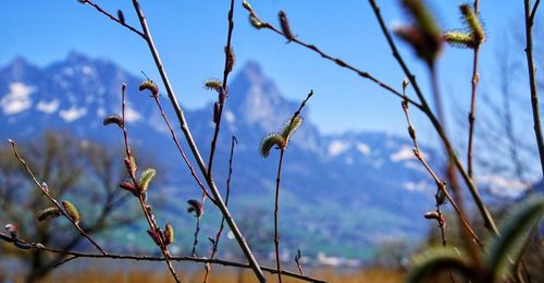 Close-up of flowering plants against blue sky