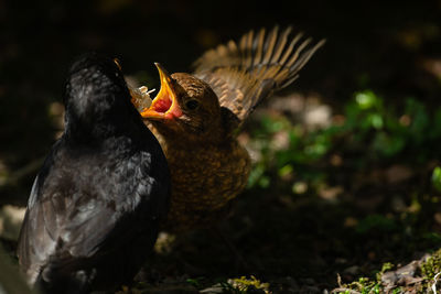 Close-up of birds eating