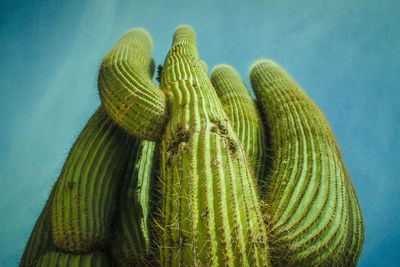 Low angle view of cactus against sky