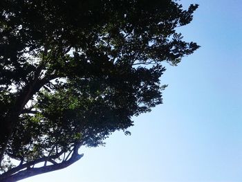 Low angle view of trees against clear sky