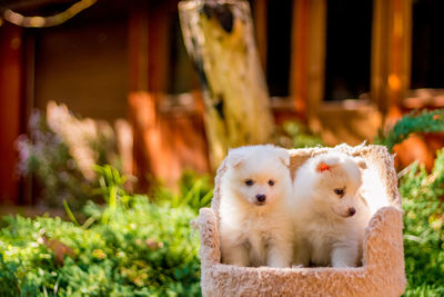 Close-up of puppies on scratching post