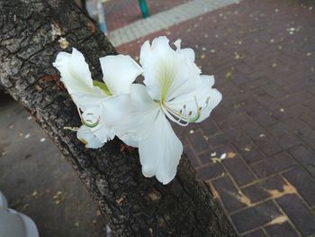 flowering plant