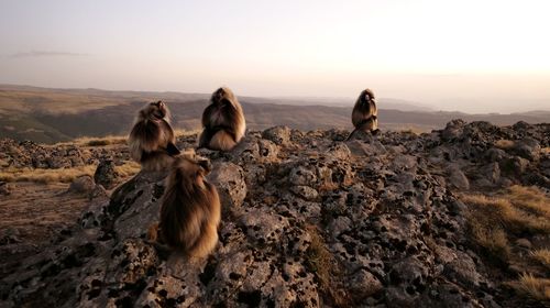 Gelada monkeys sitting on rocks against sky during sunset