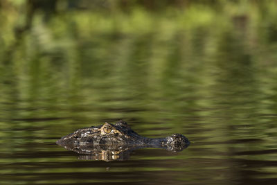 Close-up of alligator swimming in lake