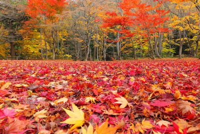 Close-up of maple tree in forest during autumn