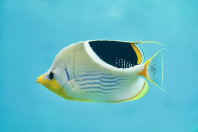 Close-up of fish swimming in sea