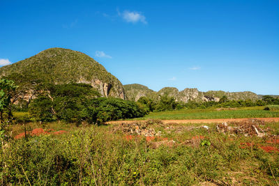 Scenic view of field against blue sky