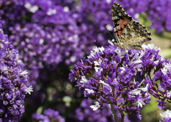 Close-up of butterfly on purple flower