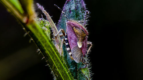 Close-up of insect on purple flower