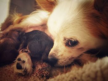 Close-up of a dog resting at home