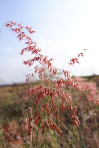 Close-up of flowering plants on field against sky