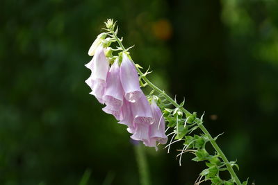 Close-up of pink flowering plant