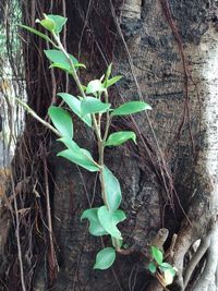 Close-up of plant growing on field