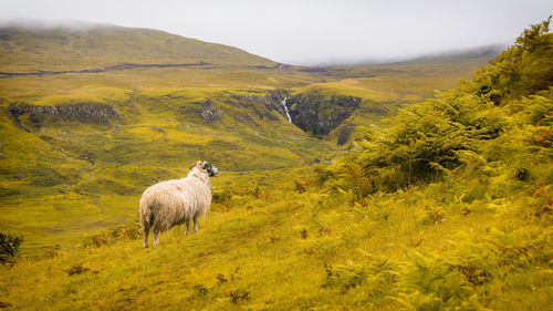 Rural scene with ram standing on green slope