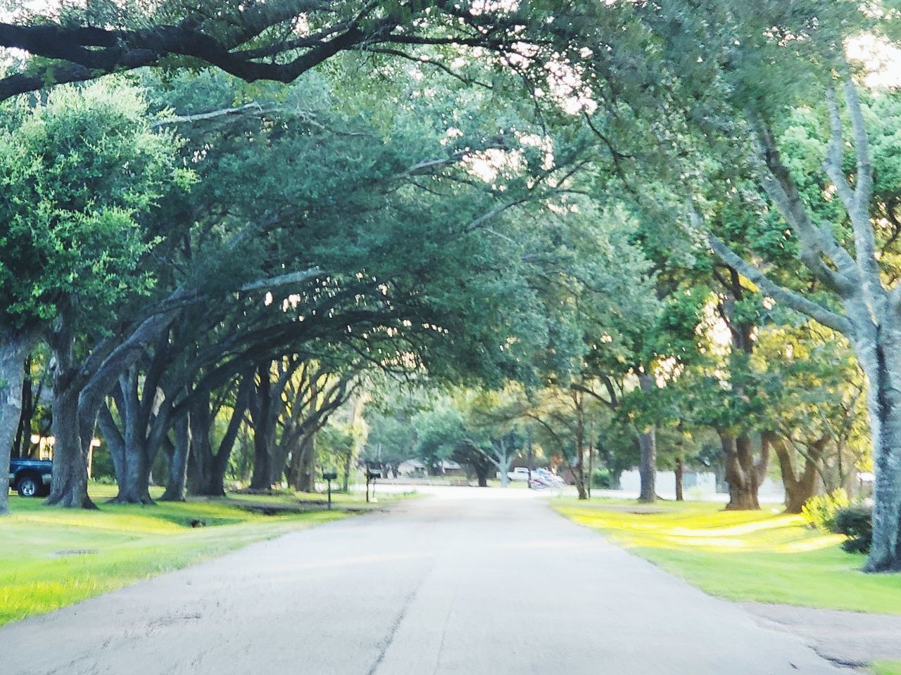 ROAD AMIDST TREES IN PARK