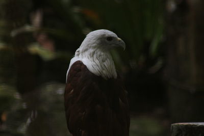 Close-up of owl perching outdoors