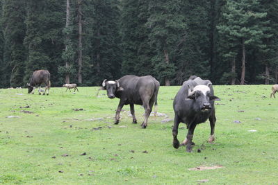 Horses grazing in a field