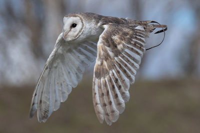 Close-up of barn owl flying outdoors