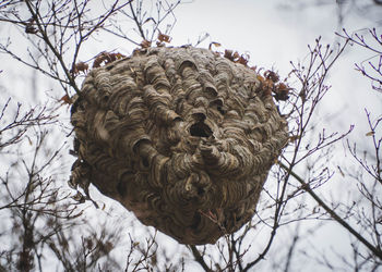 Low angle view of hornets nest on tree