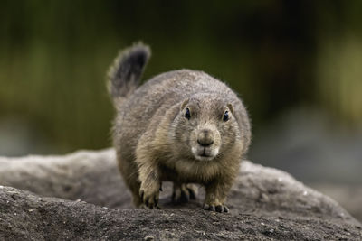 Portrait of prairie dog on rock