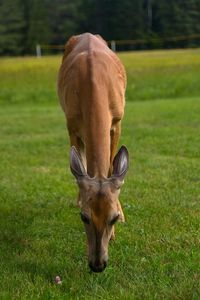 Close-up of horse grazing on field