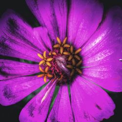 Macro shot of purple flower