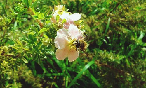 Close-up of bee on white rose