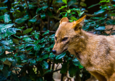 Close-up of a dog in forest