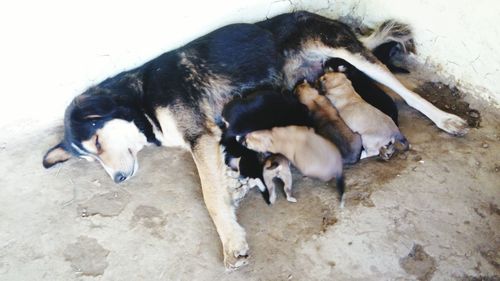 High angle view of dog outdoors