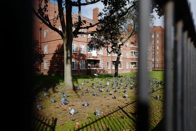 Trees in city against sky