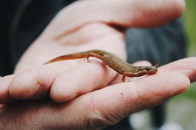 Close-up of hand holding lizard