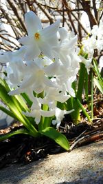 Close-up of fresh white flowers