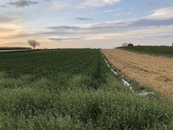 Scenic view of field against sky during sunset