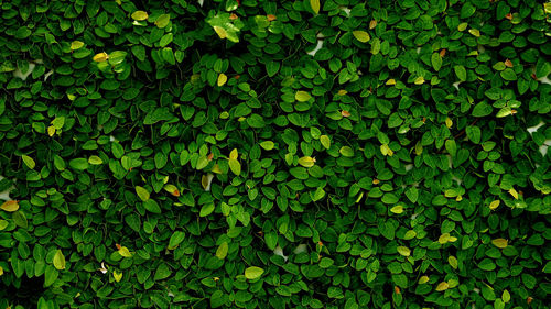 Full frame shot of plants