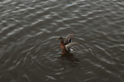 Ducks swimming in water